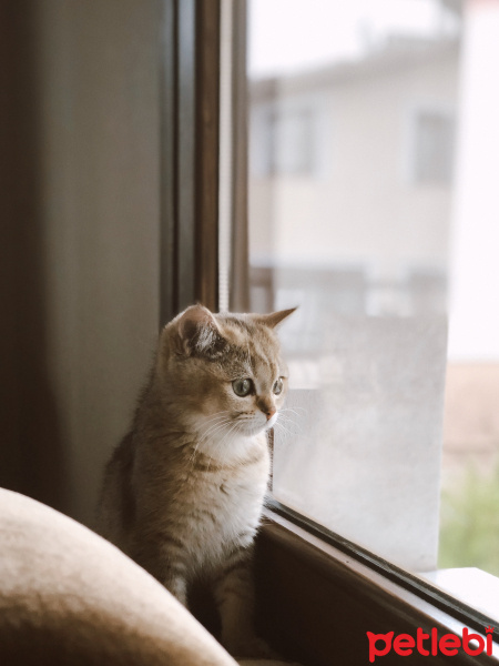 British Shorthair, Kedi  Sherlock fotoğrafı