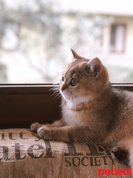 British Shorthair, Kedi  Sherlock fotoğrafı