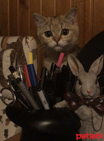 British Shorthair, Kedi  Sherlock fotoğrafı