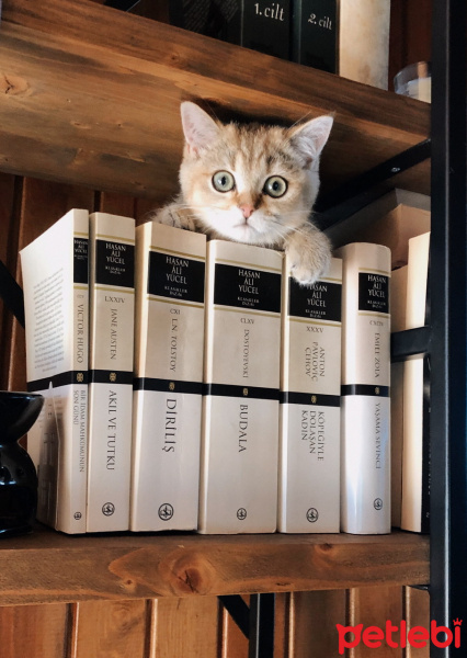 British Shorthair, Kedi  Sherlock fotoğrafı
