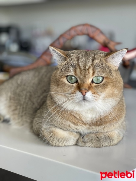 British Shorthair, Kedi  Sherlock fotoğrafı