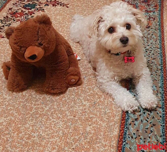 Maltese, Köpek  Bal fotoğrafı