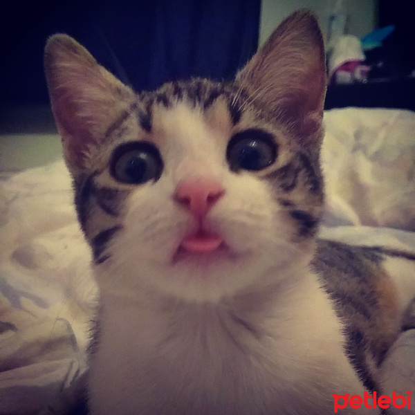 Tekir Kedi, Kedi  babe fotoğrafı