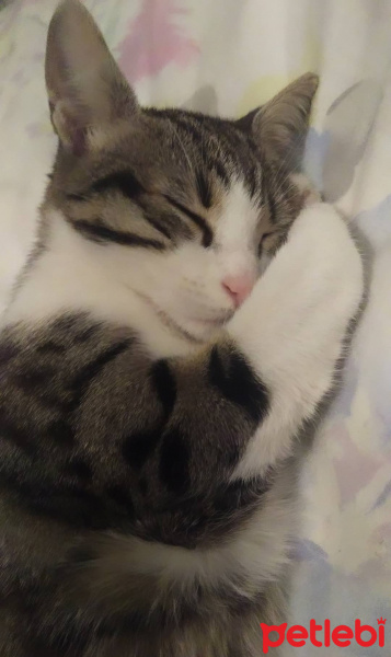 Tekir Kedi, Kedi  babe fotoğrafı