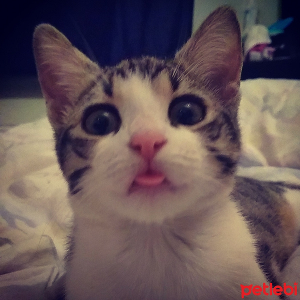 Tekir Kedi, Kedi  babe fotoğrafı