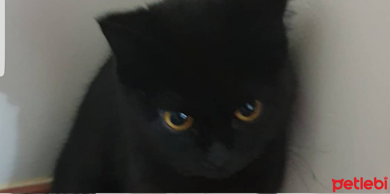British Shorthair, Kedi  Maya fotoğrafı