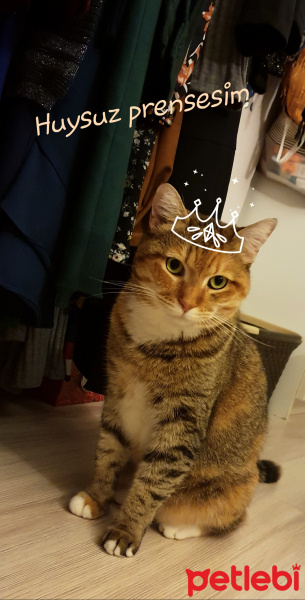 Bengal, Kedi  Sakura fotoğrafı