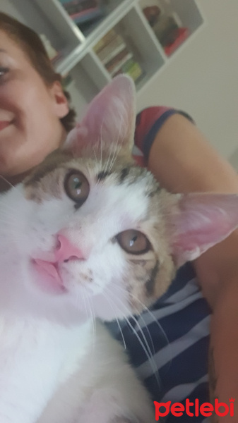 Tekir Kedi, Kedi  Akira fotoğrafı