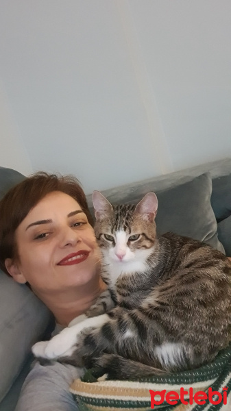Tekir Kedi, Kedi  Yuma fotoğrafı
