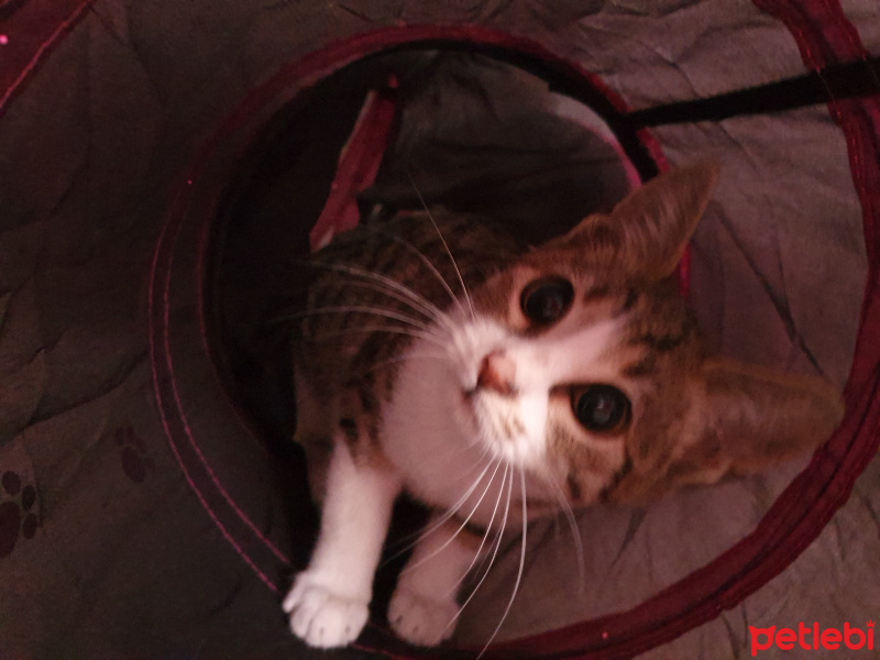 Tekir Kedi, Kedi  Yui fotoğrafı