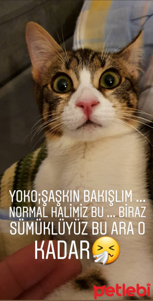 Tekir Kedi, Kedi  Yoko fotoğrafı
