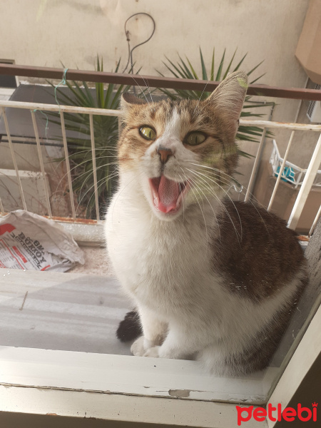 Tekir Kedi, Kedi  Sürmeli fotoğrafı