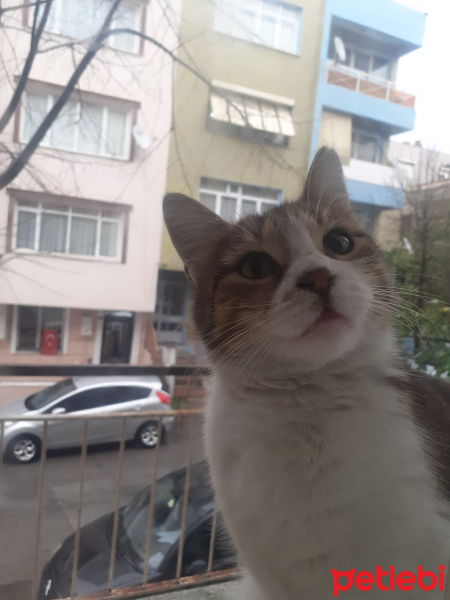 Tekir Kedi, Kedi  Sürmeli fotoğrafı