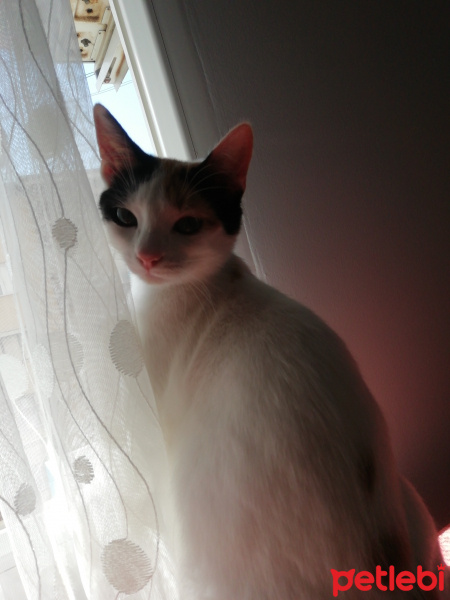 Tekir Kedi, Kedi  Tarçın fotoğrafı