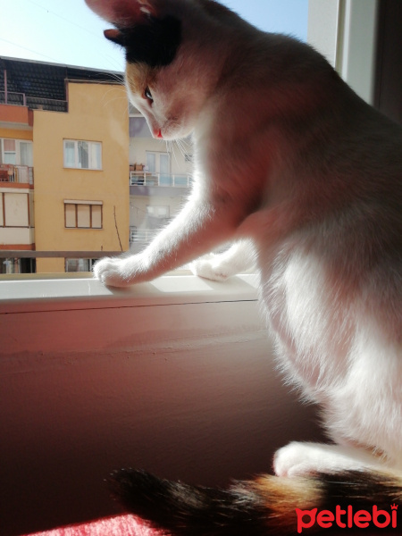 Tekir Kedi, Kedi  Tarçın fotoğrafı