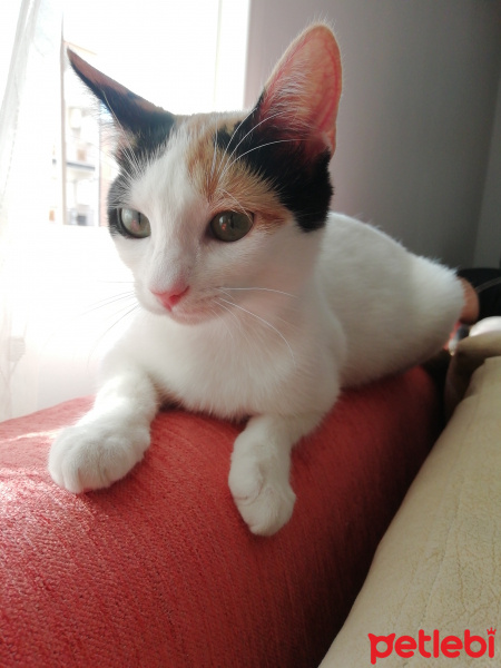 Tekir Kedi, Kedi  Tarçın fotoğrafı