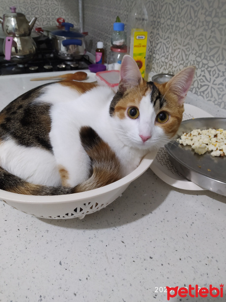 Tekir Kedi, Kedi  Minik fotoğrafı