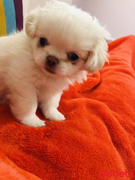 Pekingese, Köpek  Miya fotoğrafı