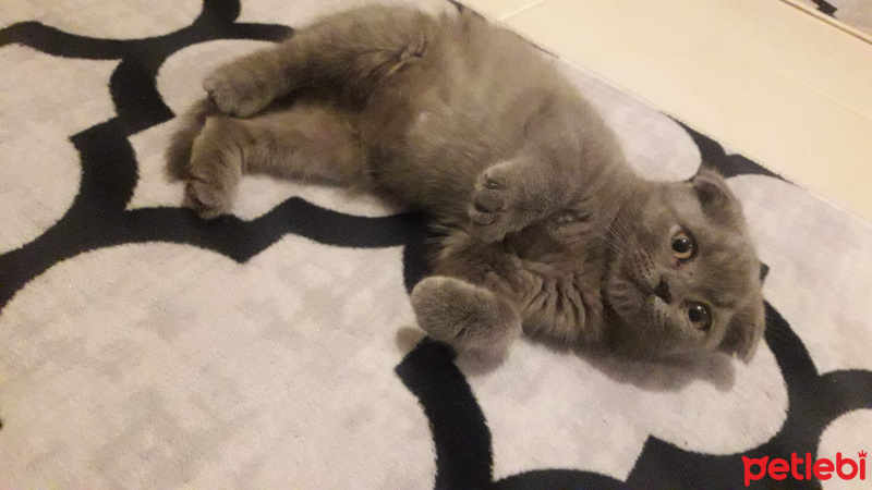 Scottish Fold, Kedi  NAZLI fotoğrafı