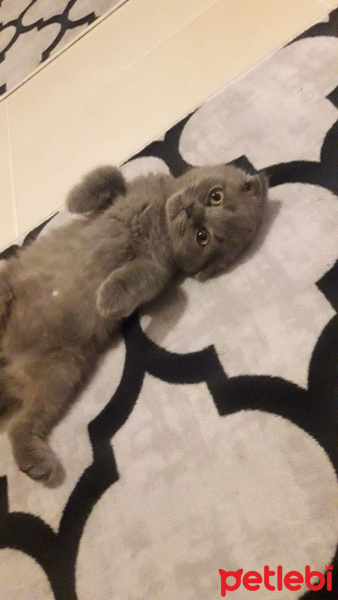 Scottish Fold, Kedi  NAZLI fotoğrafı