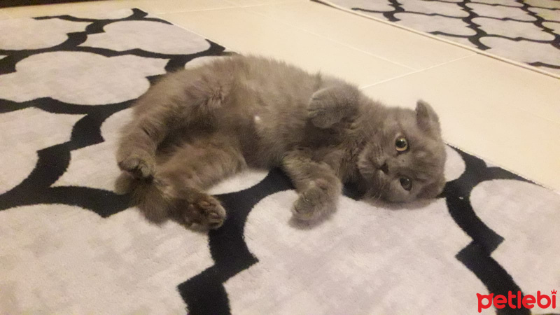 Scottish Fold, Kedi  NAZLI fotoğrafı