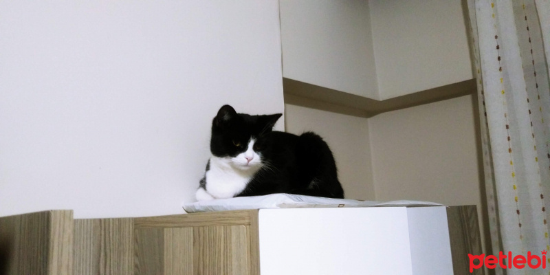 Sarman, Kedi  Pati fotoğrafı