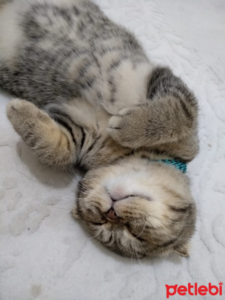 Scottish Fold, Kedi  Pars fotoğrafı