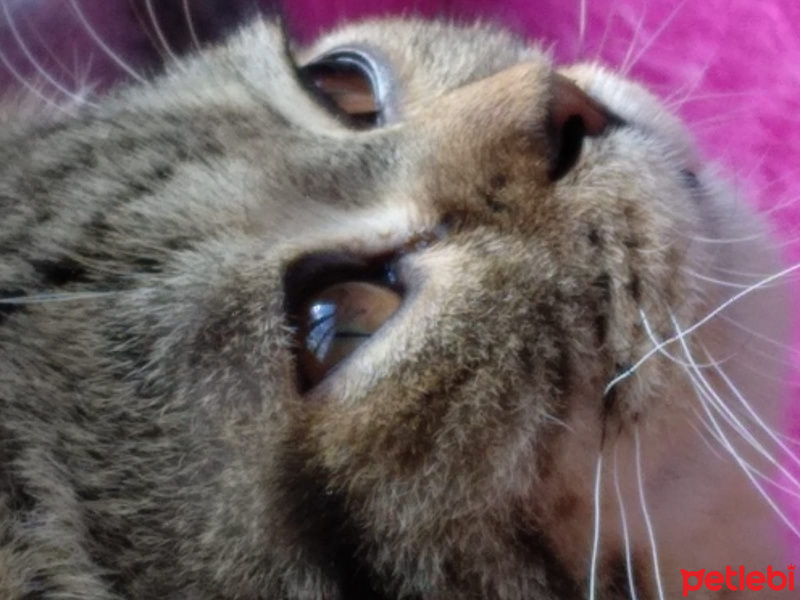 Scottish Fold, Kedi  Pars fotoğrafı