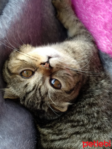 Scottish Fold, Kedi  Pars fotoğrafı
