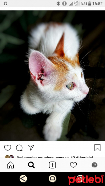Tekir Kedi, Kedi  Maviş fotoğrafı