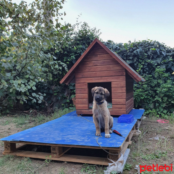 Kangal, Köpek  Shiva fotoğrafı