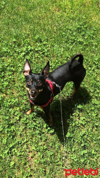 Minyatür Pinscher, Köpek  Lotis fotoğrafı