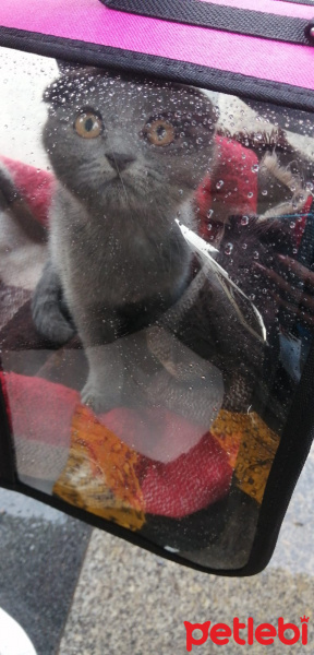Scottish Fold, Kedi  Kaju fotoğrafı