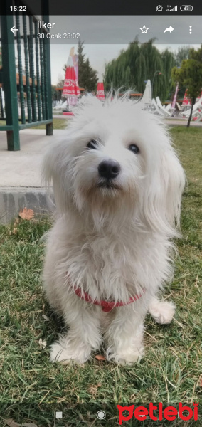 Maltese, Köpek  Maya fotoğrafı