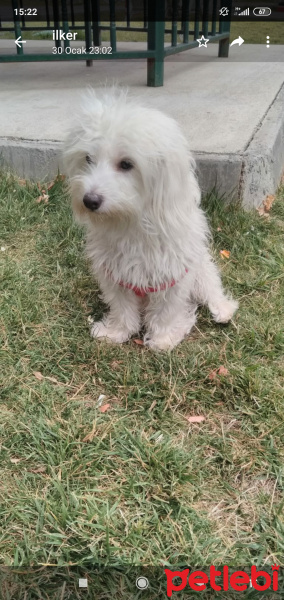 Maltese, Köpek  Maya fotoğrafı