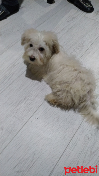 Maltese, Köpek  Maya fotoğrafı