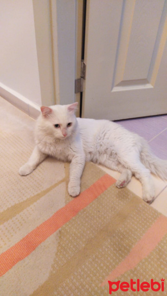 Van Kedisi, Kedi  Fırkı fotoğrafı