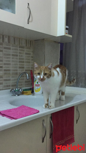 Sarman, Kedi  Maxxie fotoğrafı
