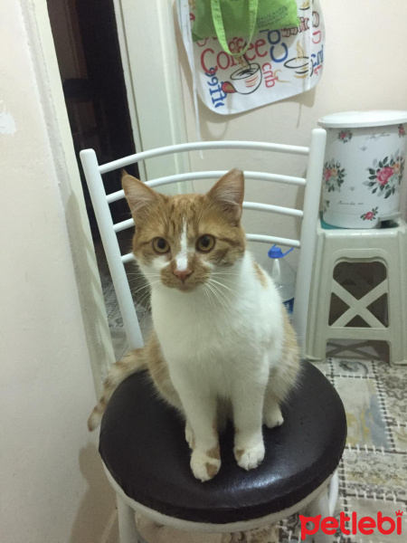 Sarman, Kedi  Maxxie fotoğrafı