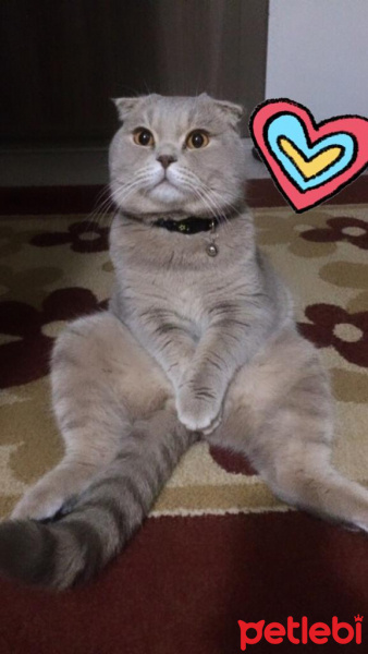 Scottish Fold, Kedi  Thomas fotoğrafı