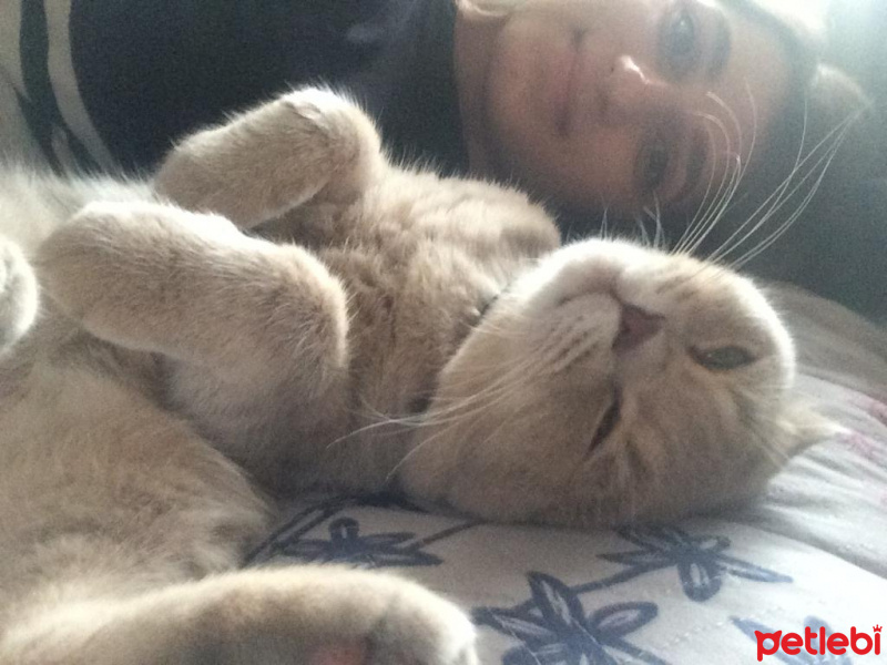Scottish Fold, Kedi  Thomas fotoğrafı