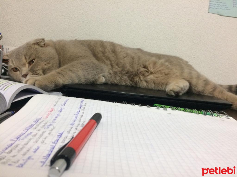 Scottish Fold, Kedi  Thomas fotoğrafı