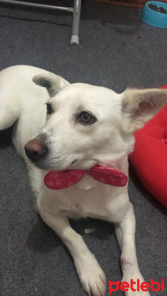 Sokö (Sokak Köpeği), Köpek  pamuk fotoğrafı