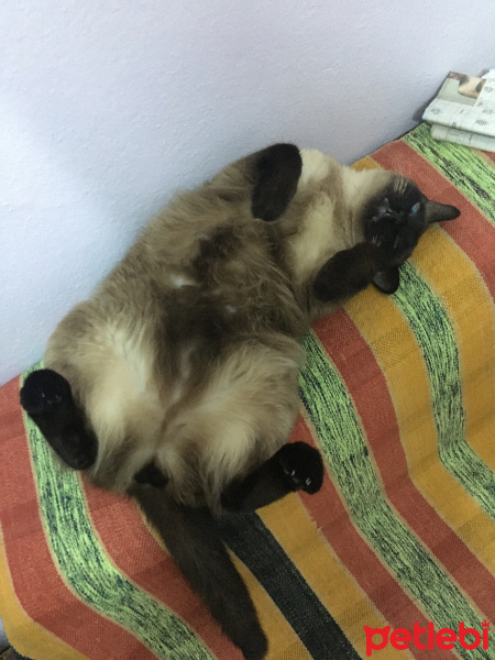 Siyam Kedisi, Kedi  Aslan fotoğrafı