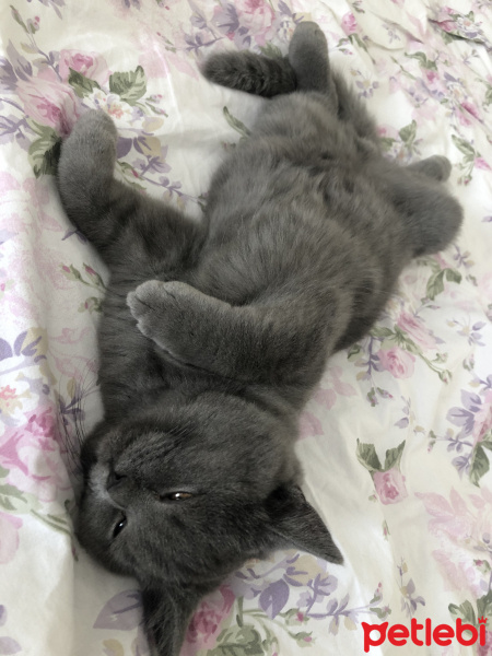 British Shorthair, Kedi  Pars fotoğrafı