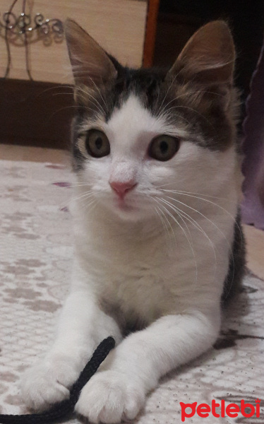 Tekir Kedi, Kedi  Asil fotoğrafı