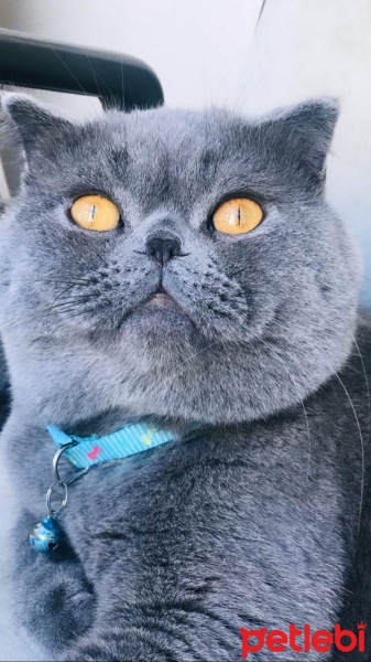 Scottish Fold, Kedi  Ares fotoğrafı