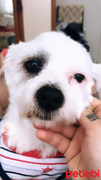 Maltese, Köpek  Lady fotoğrafı