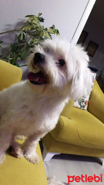 Maltese, Köpek  Lady fotoğrafı