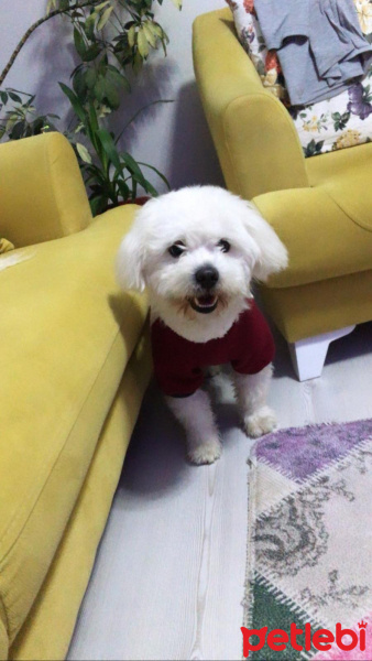 Maltese, Köpek  Pablo fotoğrafı